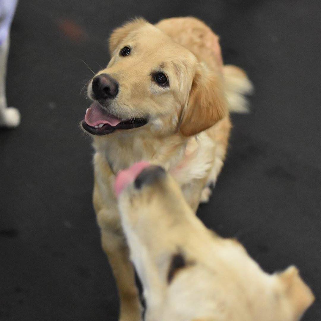 dog1.jpg