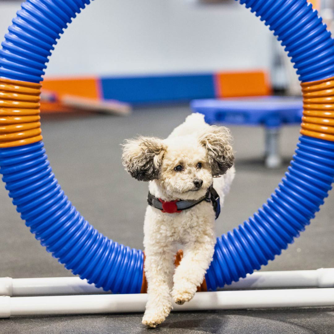 dog10.jpg