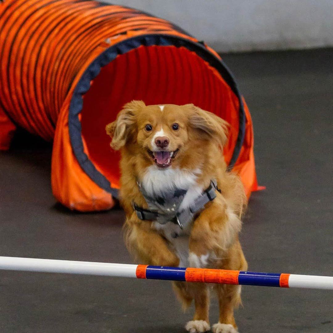 dog4.jpg