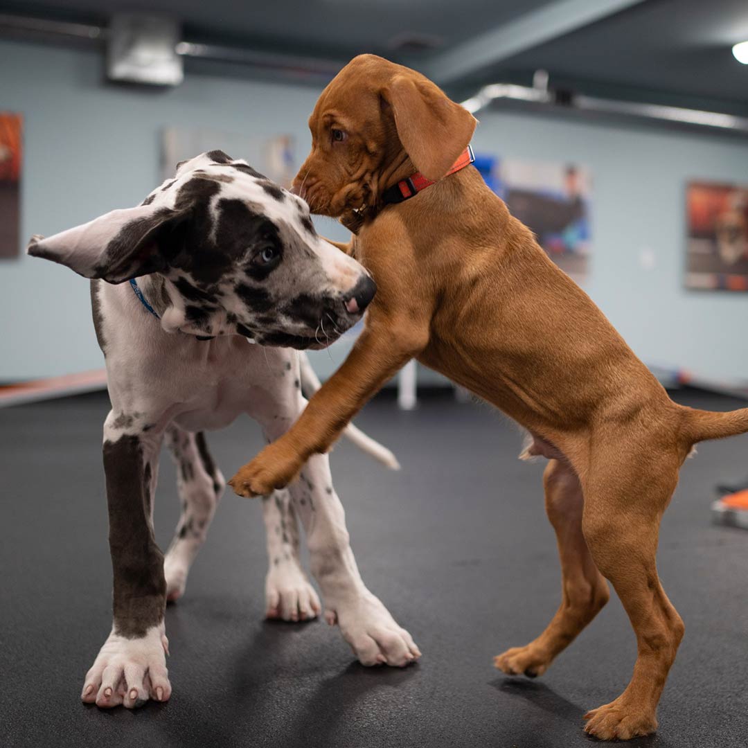dog7.jpg