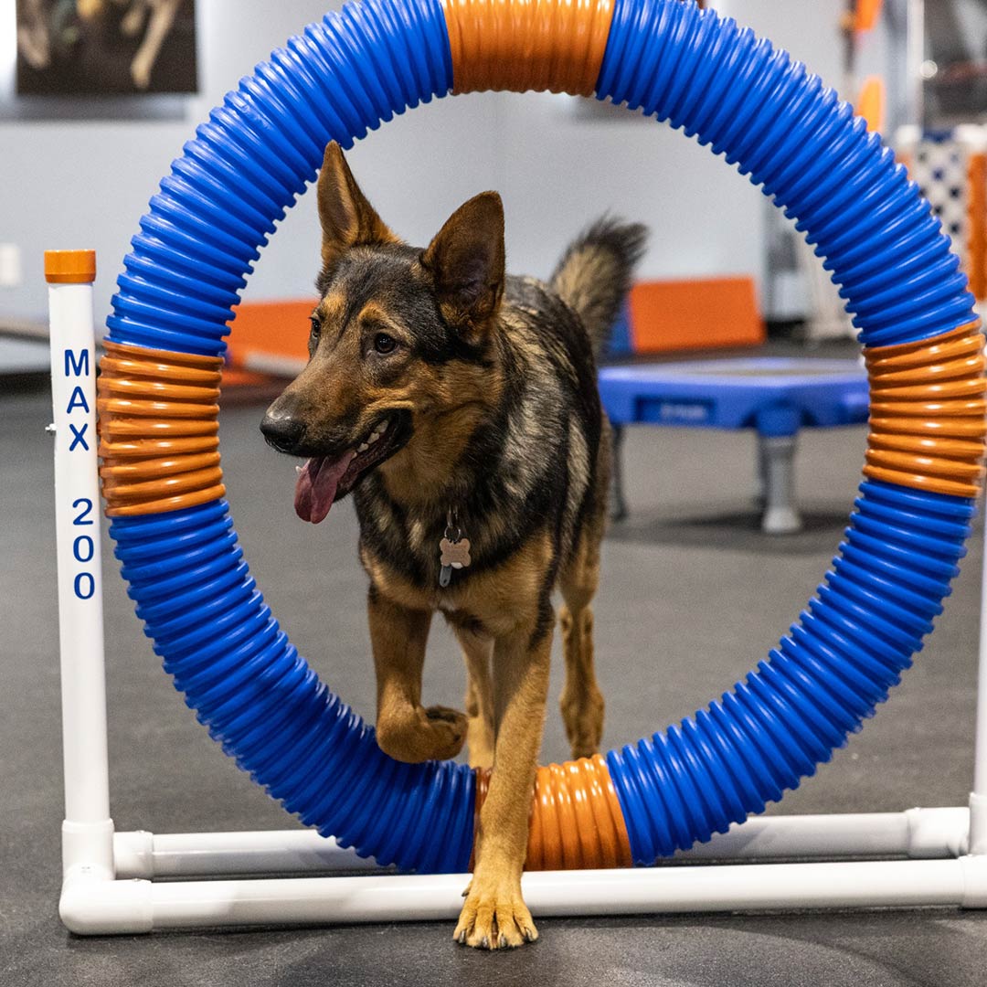 dog8.jpg
